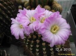 Acanthocalycium spiniflorum v. violaceum  (2)